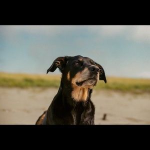 Meet your Posher, Jake